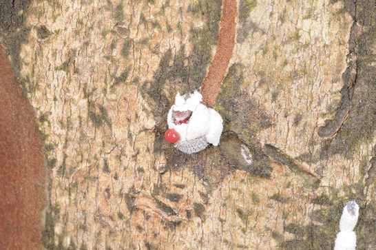 Magnified scale that has been punctured. A drop of pink blood is visible on the white, felt-like scale covering.